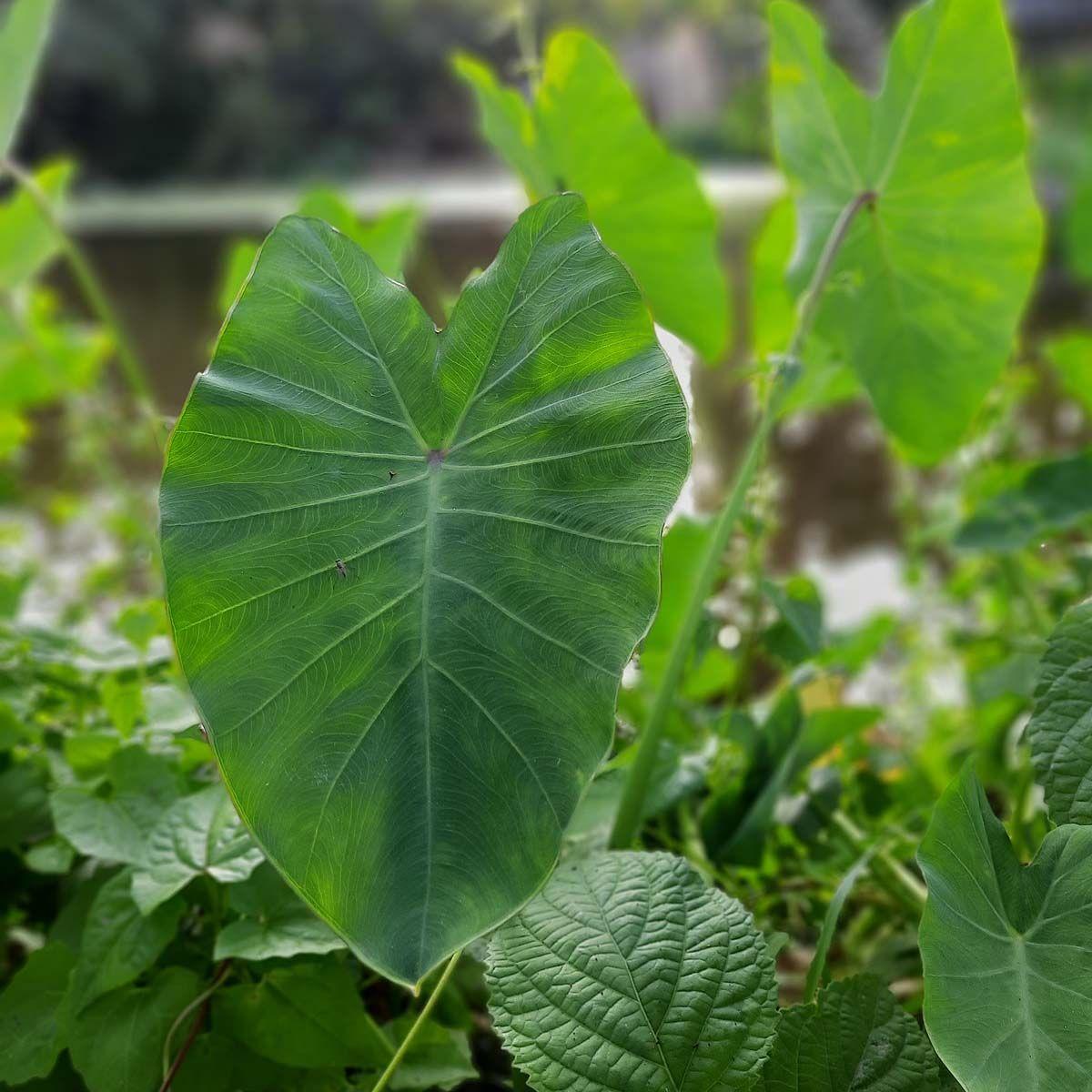 Taro-Leaf.jpg